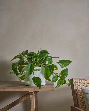 Golden Pothos  (Money Plant)